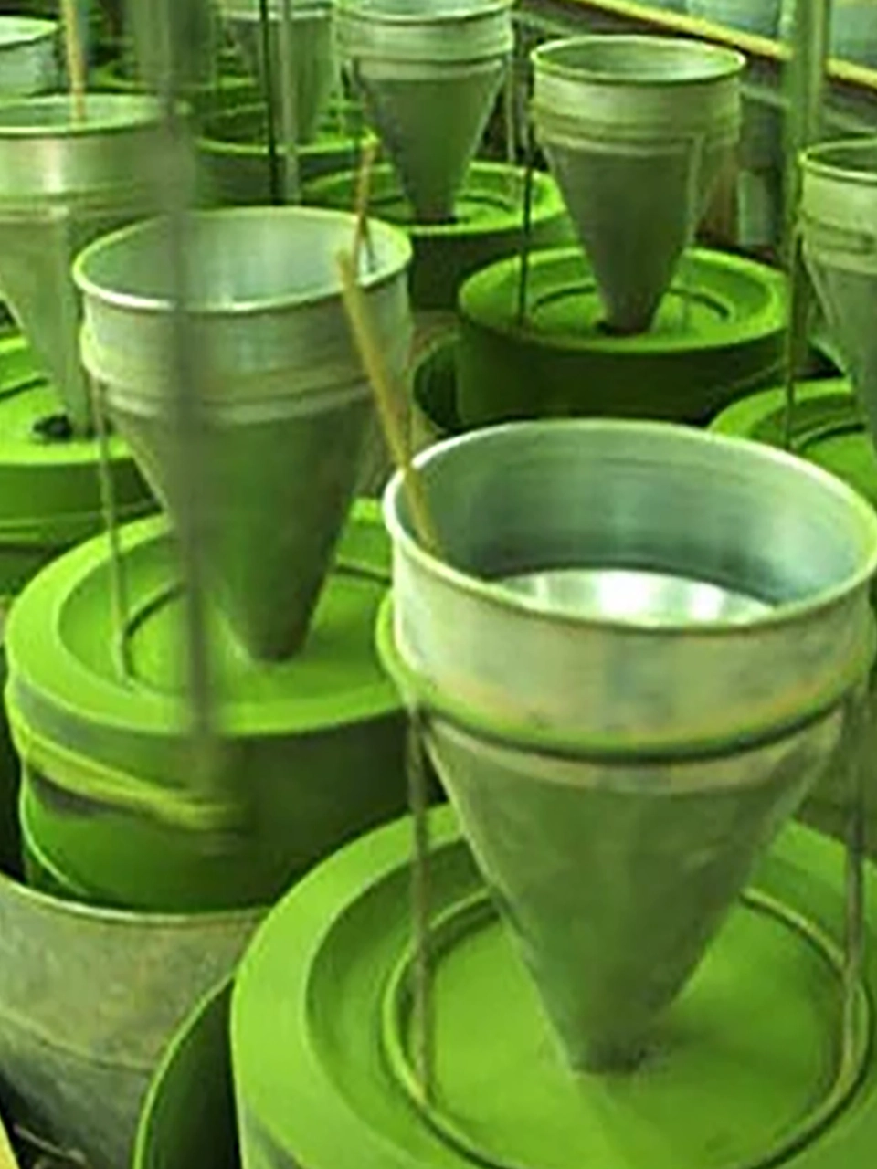 500g Premium Ceremonial Matcha - Image 3